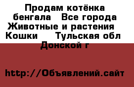 Продам котёнка бенгала - Все города Животные и растения » Кошки   . Тульская обл.,Донской г.